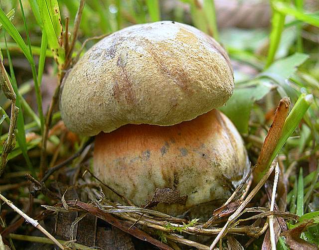 La  Flora  micologica  Alsaziana